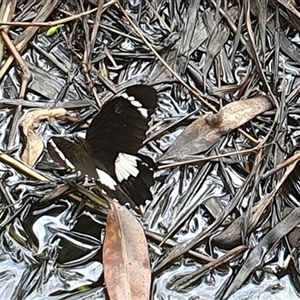 Papilio aegeus at Tullymorgan, NSW - 9 Dec 2024 04:28 PM