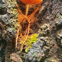 Unidentified Cap on a stem; gills below cap [mushrooms or mushroom-like] at Tullymorgan, NSW - 9 Dec 2024 by Topwood