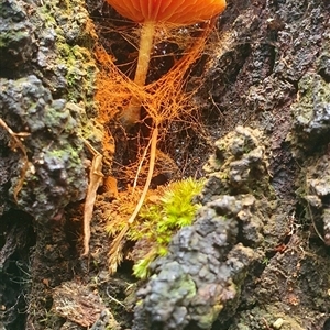 Unidentified Cap on a stem; gills below cap [mushrooms or mushroom-like] at Tullymorgan, NSW by Topwood