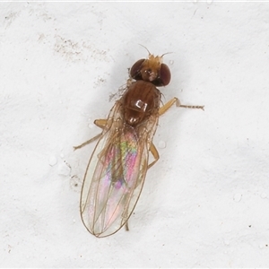 Unidentified True fly (Diptera) at Melba, ACT by kasiaaus