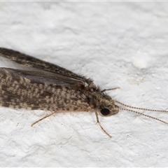 Ecnomidae (Family) (Tubecase Netspinning Caddisfly) at Melba, ACT - 8 Dec 2024 by kasiaaus