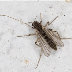 Unidentified Crane fly, midge, mosquito or gnat (several families) at Melba, ACT - 8 Dec 2024 by kasiaaus