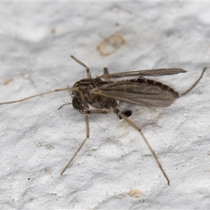 Chironomidae (family) at Melba, ACT - 8 Dec 2024