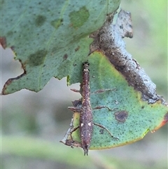 Rhadinosomus lacordairei (Thin Strawberry Weevil) at Bungendore, NSW - 11 Dec 2024 by clarehoneydove