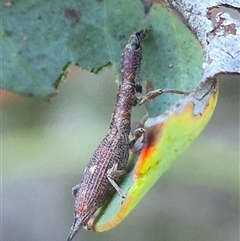 Rhadinosomus lacordairei at Bungendore, NSW - suppressed