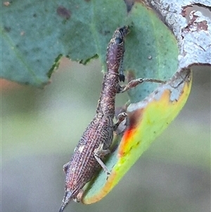 Rhadinosomus lacordairei at Bungendore, NSW - suppressed