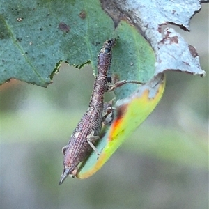 Rhadinosomus lacordairei at Bungendore, NSW - suppressed