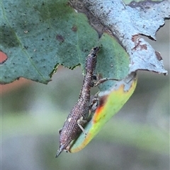 Rhadinosomus lacordairei at Bungendore, NSW - suppressed