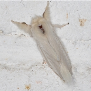 Trichiocercus sparshalli (Sparshall's Moth) at Melba, ACT by kasiaaus