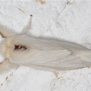 Trichiocercus sparshalli at Melba, ACT - 9 Dec 2024 11:10 PM