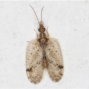 Psectra sp. (genus) (Psectra lacewing) at Melba, ACT by kasiaaus