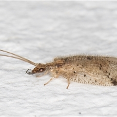 Psectra sp. (genus) at Melba, ACT - 9 Dec 2024