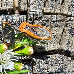 Gminatus australis (Orange assassin bug) at Isaacs, ACT by Mike