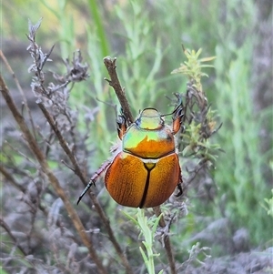 Anoplognathus hirsutus at Bungendore, NSW - suppressed