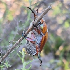 Anoplognathus hirsutus at Bungendore, NSW - suppressed