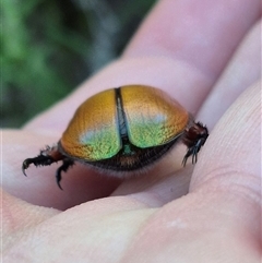 Anoplognathus hirsutus at Bungendore, NSW - suppressed