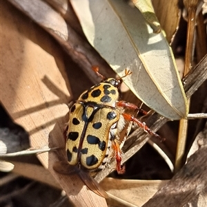 Neorrhina punctata (Spotted flower chafer) at Tathra, NSW by MattYoung