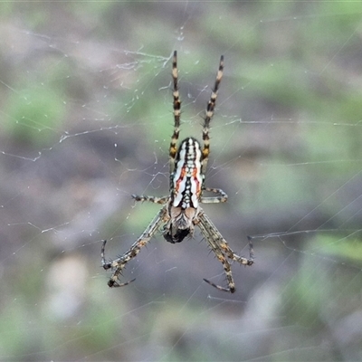 Plebs bradleyi (Enamelled spider) at Bungendore, NSW - 11 Dec 2024 by clarehoneydove