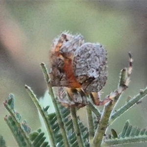 Dolophones sp. (genus) at Bungendore, NSW - suppressed