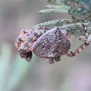 Dolophones sp. (genus) at Bungendore, NSW - 11 Dec 2024