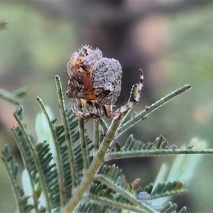 Dolophones sp. (genus) at Bungendore, NSW - 11 Dec 2024