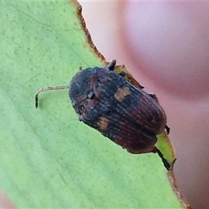 Cadmus (Cadmus) crucicollis at Bungendore, NSW - 11 Dec 2024