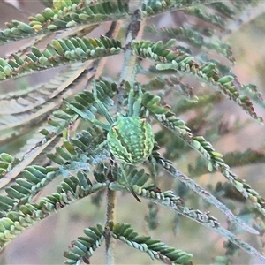 Sidymella sp. (genus) at Bungendore, NSW - suppressed