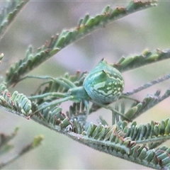 Sidymella sp. (genus) at Bungendore, NSW - suppressed