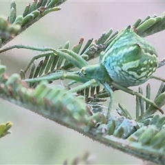 Sidymella sp. (genus) at Bungendore, NSW - suppressed