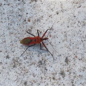 Gminatus australis at Macarthur, ACT - 11 Dec 2024 09:55 AM