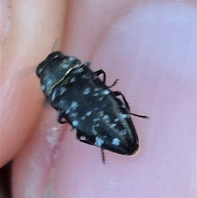 Diphucrania kohouti (A jewel beetle) at Bungendore, NSW - 11 Dec 2024 by clarehoneydove