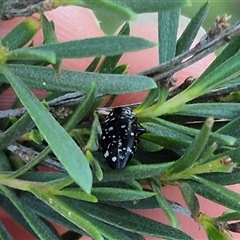 Diphucrania kohouti at Bungendore, NSW - suppressed