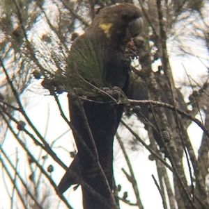 Calyptorhynchus lathami lathami at Tallong, NSW - suppressed