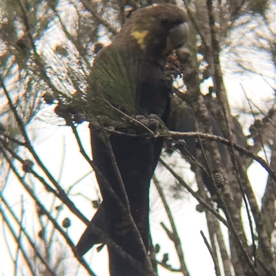 Calyptorhynchus lathami lathami (Glossy Black-Cockatoo) at Tallong, NSW - 11 Jul 2024 by GITM1