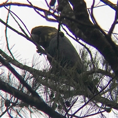 Calyptorhynchus lathami lathami at Tallong, NSW - suppressed