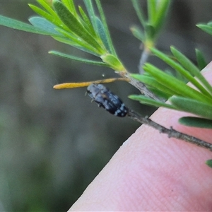 Diphucrania sp. (genus) at Bungendore, NSW - suppressed