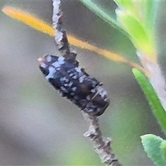 Diphucrania sp. (genus) at Bungendore, NSW - suppressed