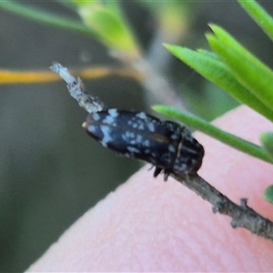 Diphucrania sp. (genus) at Bungendore, NSW - suppressed