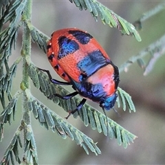 Choerocoris paganus at Bungendore, NSW - 11 Dec 2024 by clarehoneydove