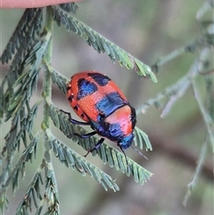 Choerocoris paganus at Bungendore, NSW - suppressed