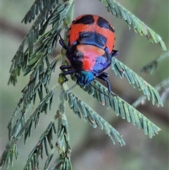 Choerocoris paganus at Bungendore, NSW - suppressed