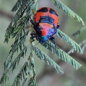 Choerocoris paganus at Bungendore, NSW - 11 Dec 2024