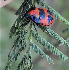 Choerocoris paganus at Bungendore, NSW - 11 Dec 2024