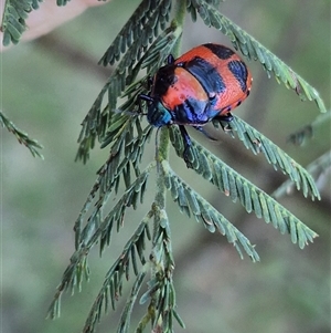 Choerocoris paganus at Bungendore, NSW - suppressed