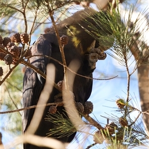 Calyptorhynchus lathami lathami at Penrose, NSW - suppressed