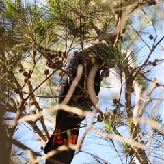 Calyptorhynchus lathami lathami at Penrose, NSW - suppressed