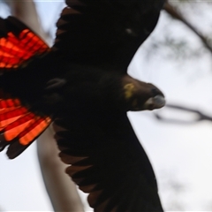 Calyptorhynchus lathami lathami at Penrose, NSW - suppressed