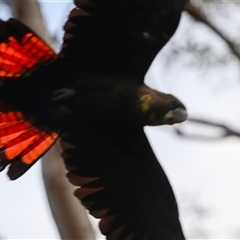 Calyptorhynchus lathami lathami at Penrose, NSW - 8 Apr 2024