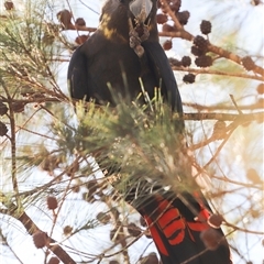 Calyptorhynchus lathami lathami at Penrose, NSW - suppressed