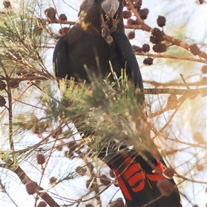 Calyptorhynchus lathami lathami at Penrose, NSW - suppressed